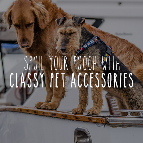 Spoil Your Pooch with Classy Pet Accessories